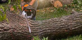 How Our Tree Care Process Works  in  Ivey, GA