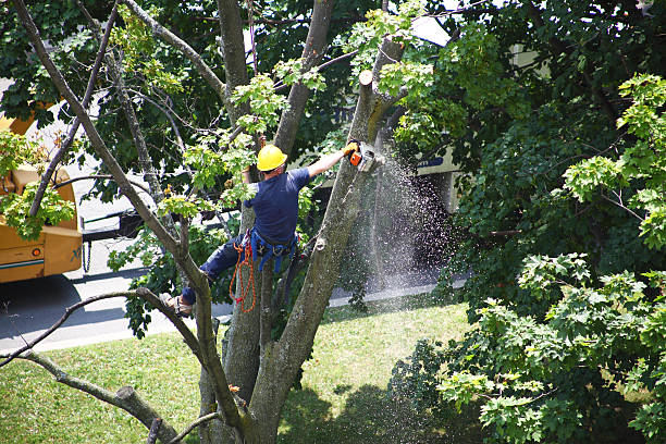 Trusted Ivey, GA Tree Services Experts